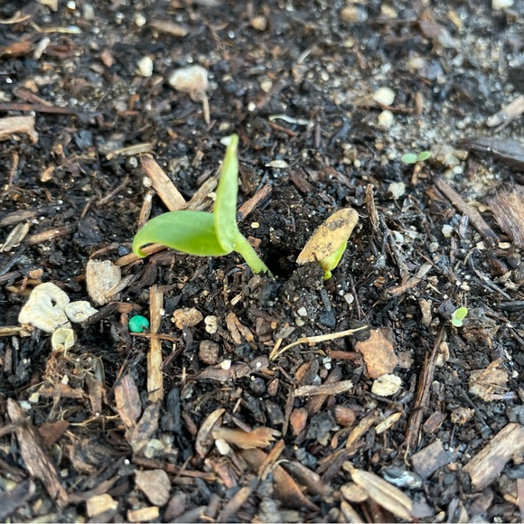 Hello + Welcome to my Little Homestead 👋 - Picture 13 of 16